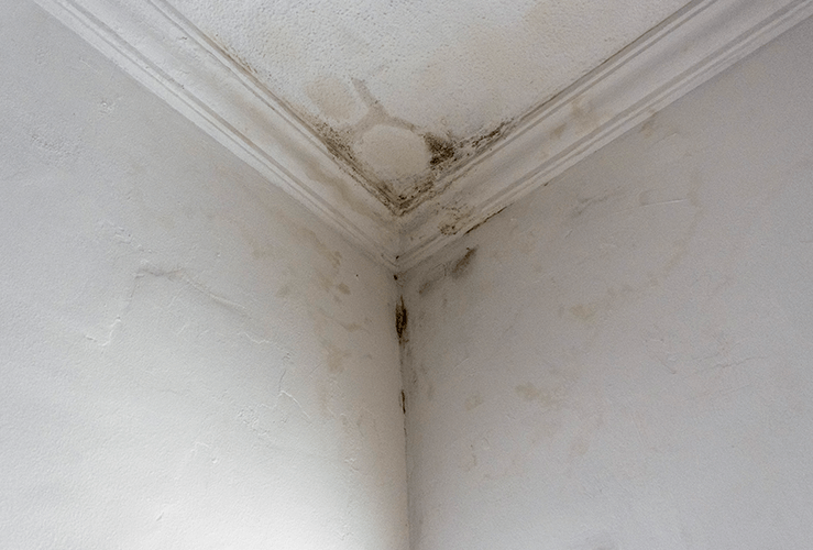 Leaky Roof Here S What To Do Startrescue Co Uk